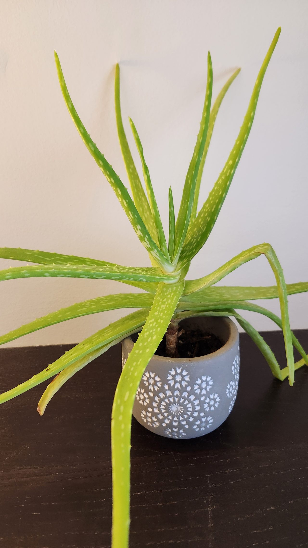 Feng Shui plant placement: aloe vera - Vanyoo